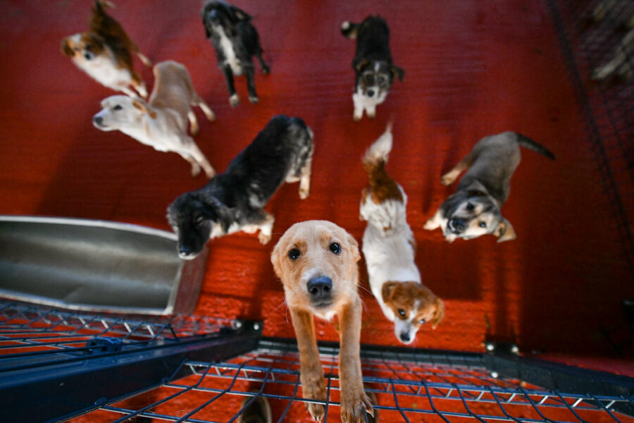 Akcija udomljavanja pasa iz azila opravdala očekivanja, brojni psi pronašli dom