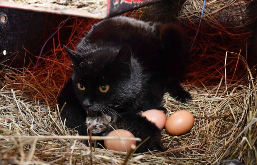 NEVJEROVATNO PRIJATELJSTVO: Mačka Crna u kokošinjcu čuva jaja, a kokoš Đurđa mačiće