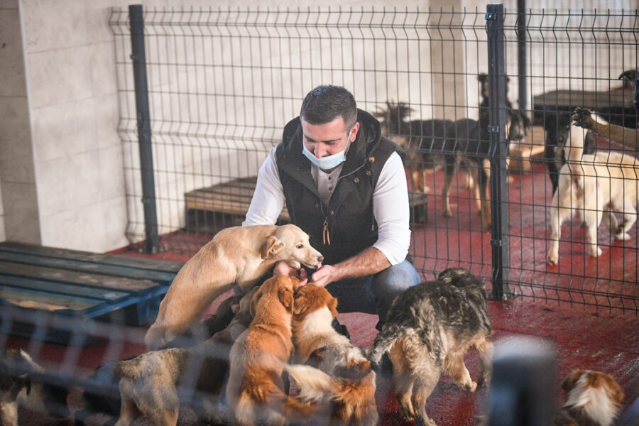 Lela, Čipi, Puma, Teri… Brojni psi iz banjalučkog azila čekaju svog vlasnika