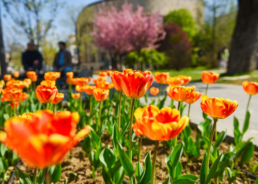 Ovogodišnje “Banjalučko proljeće” u znaku tulipana “Banjaluka”