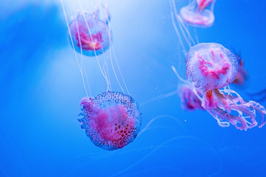 Najezda opasnih meduza u Grčkoj