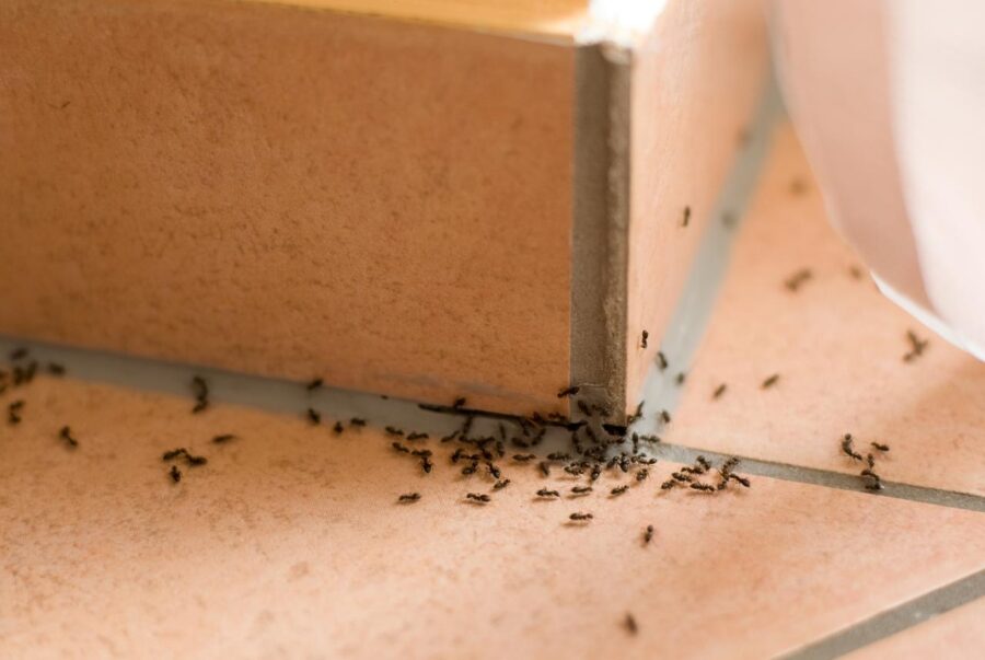 Mravi zaposjeli stanove