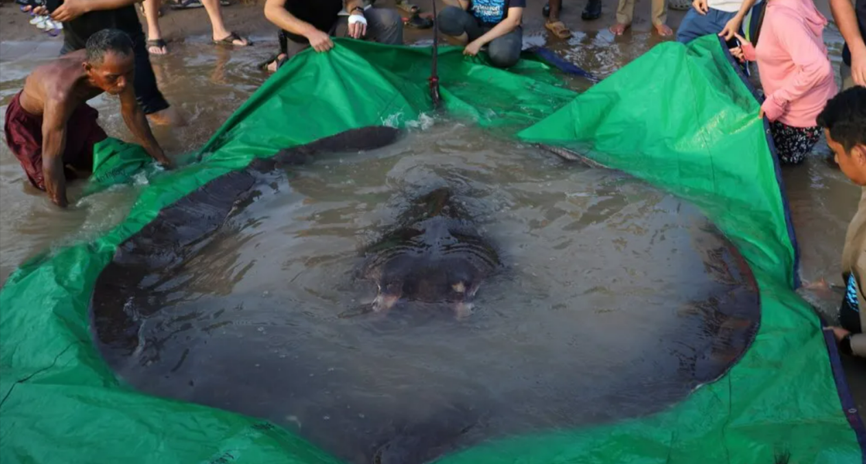 Najveća slatkovodna riba na svijetu uhvaćena u rijeci Mekong VIDEO