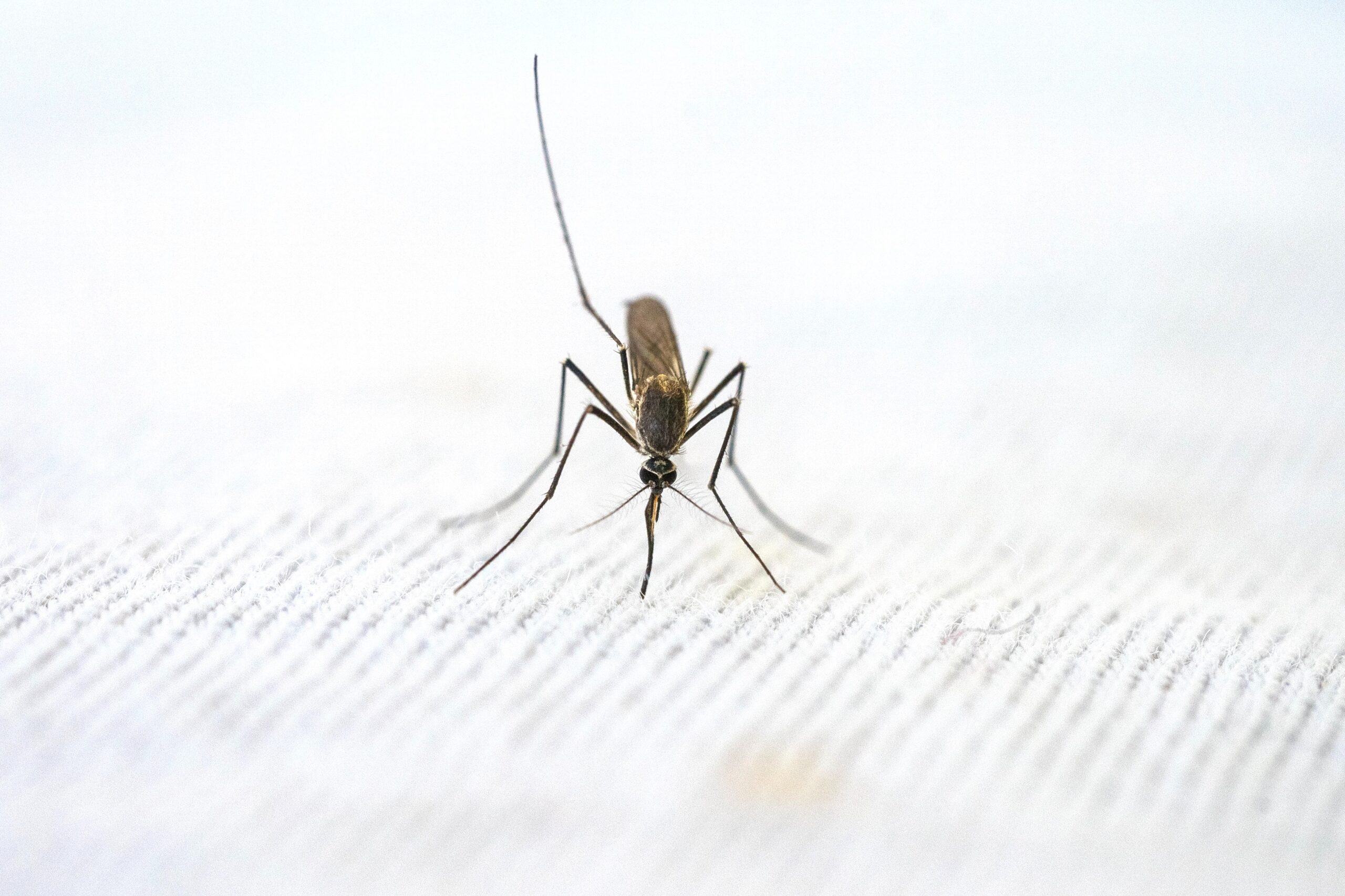 Zašto komarci ujedaju baš vas, a druge zaobilaze