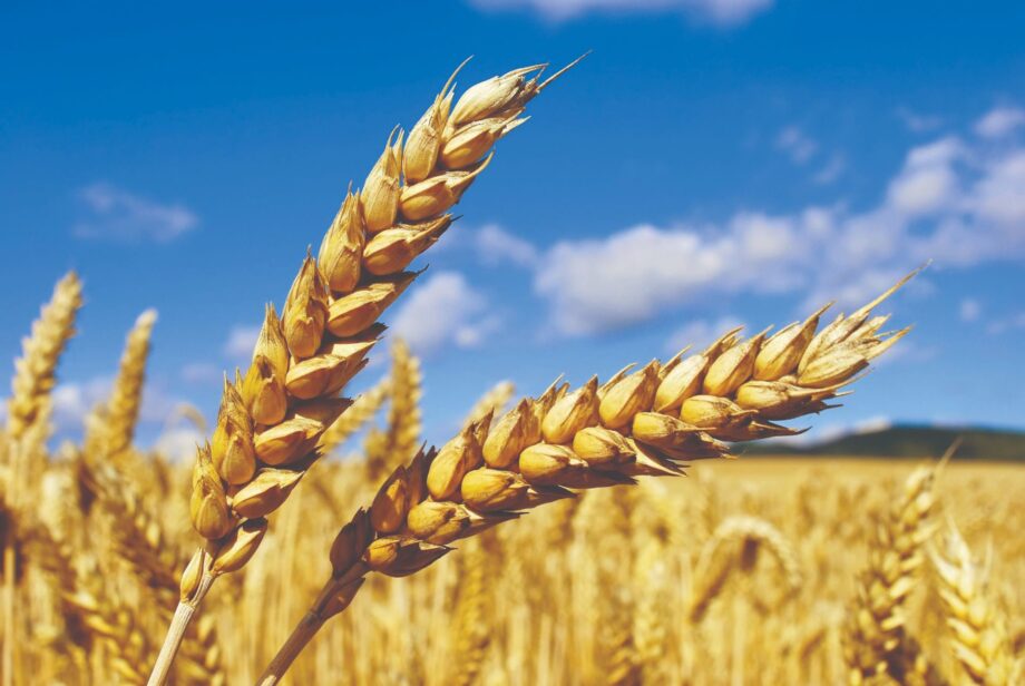 Ukrajina: “Uspostavili smo dvije rute za izvoz žitarica”
