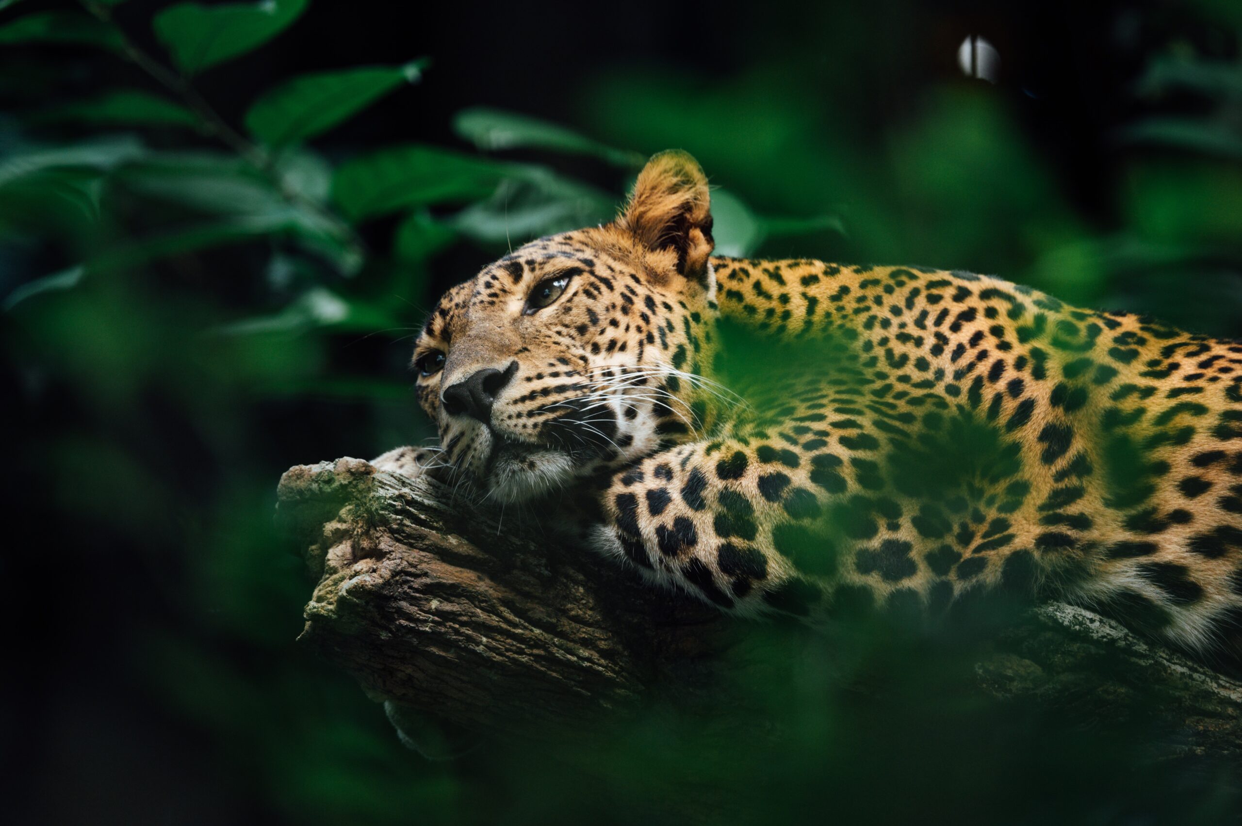 NAKON 70 GODINA Prvi divlji jaguar rođen u argentinskom nacionalnom parku