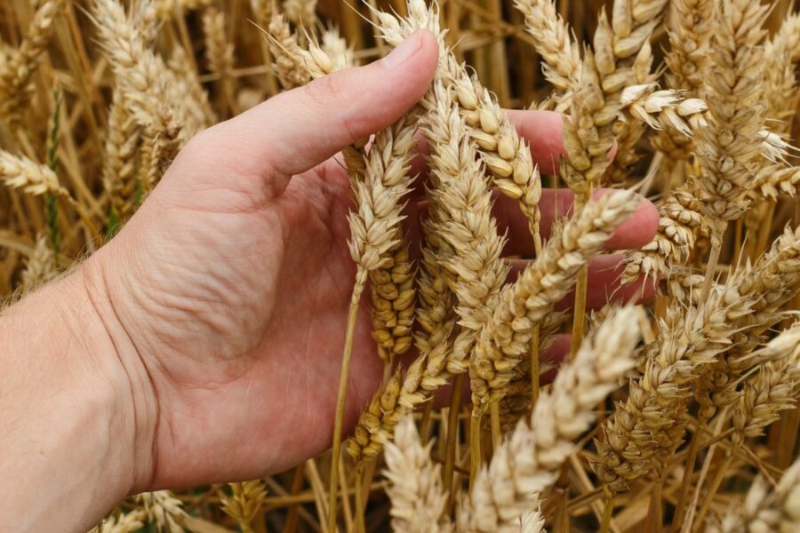 PROBLEM SA PLASMANOM Smanjena potražnja za pšenicom