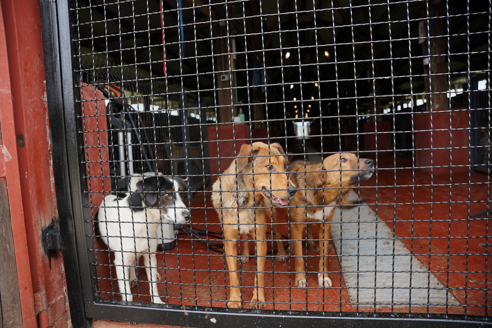 EKIPA BLINK PORTALA OBIŠLA AZIL ZA PSE NA MANJAČI Predivni psi čekaju na dom (FOTO, VIDEO)