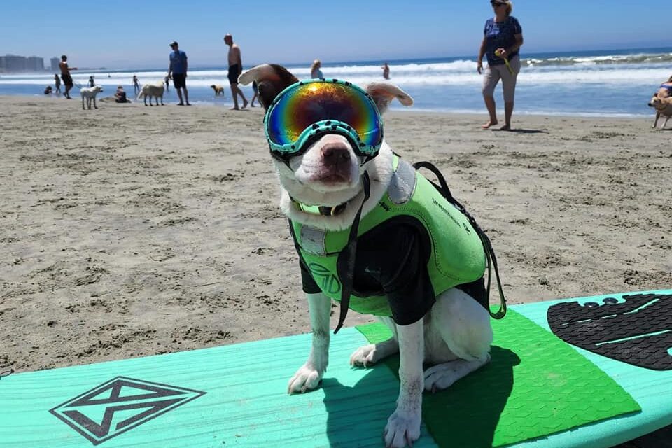 Svjetsko prvenstvo pasa u surfanju