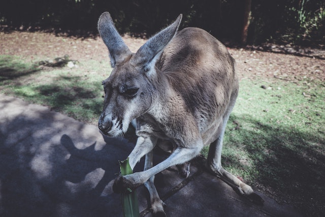 Životinja je bila agresivna i prema medicinarima: Australca usmrtio kengur kojeg je čuvao kao ljubimca