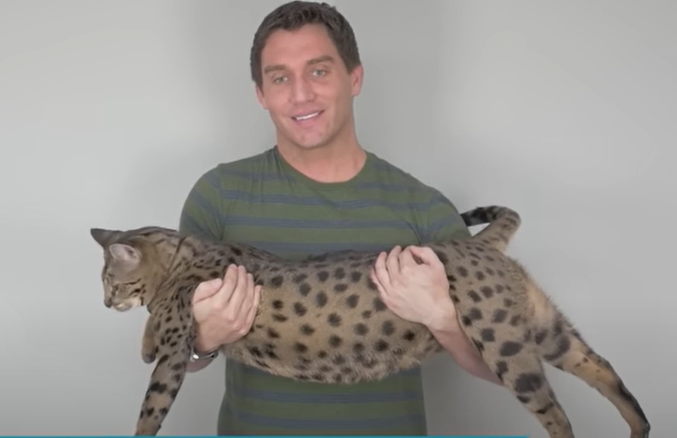Ovo je najviša mačka na svijetu (VIDEO)