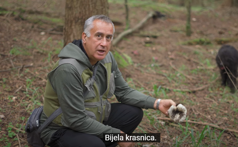 BOGATSTVO NAŠE PRIRODE  Nadomak Mrkonjić Grada nalazi se beskrajno carstvo gljiva (VIDEO)