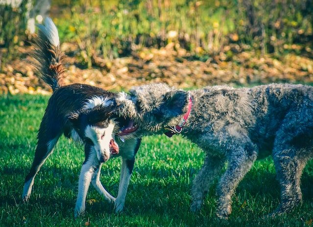 ZBOG LOŠE BRIGE O ŽIVOTINJAMA Vlasnički psi napali više građana nego lutalice