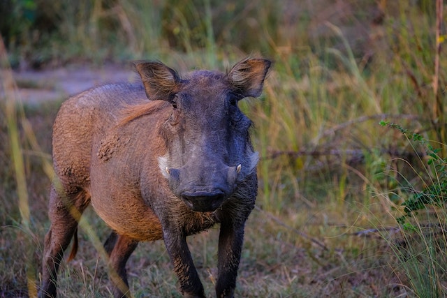 Afrička kuga prešla na divlje svinje: U pojedinim dijelovima BiH zabranjen lov