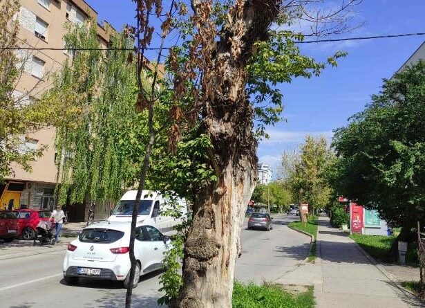 OŠTEĆENA STABLA BIĆE ZAMIJENJENA Sadnja novog drvoreda na Bulevaru Stepe Stepanovića