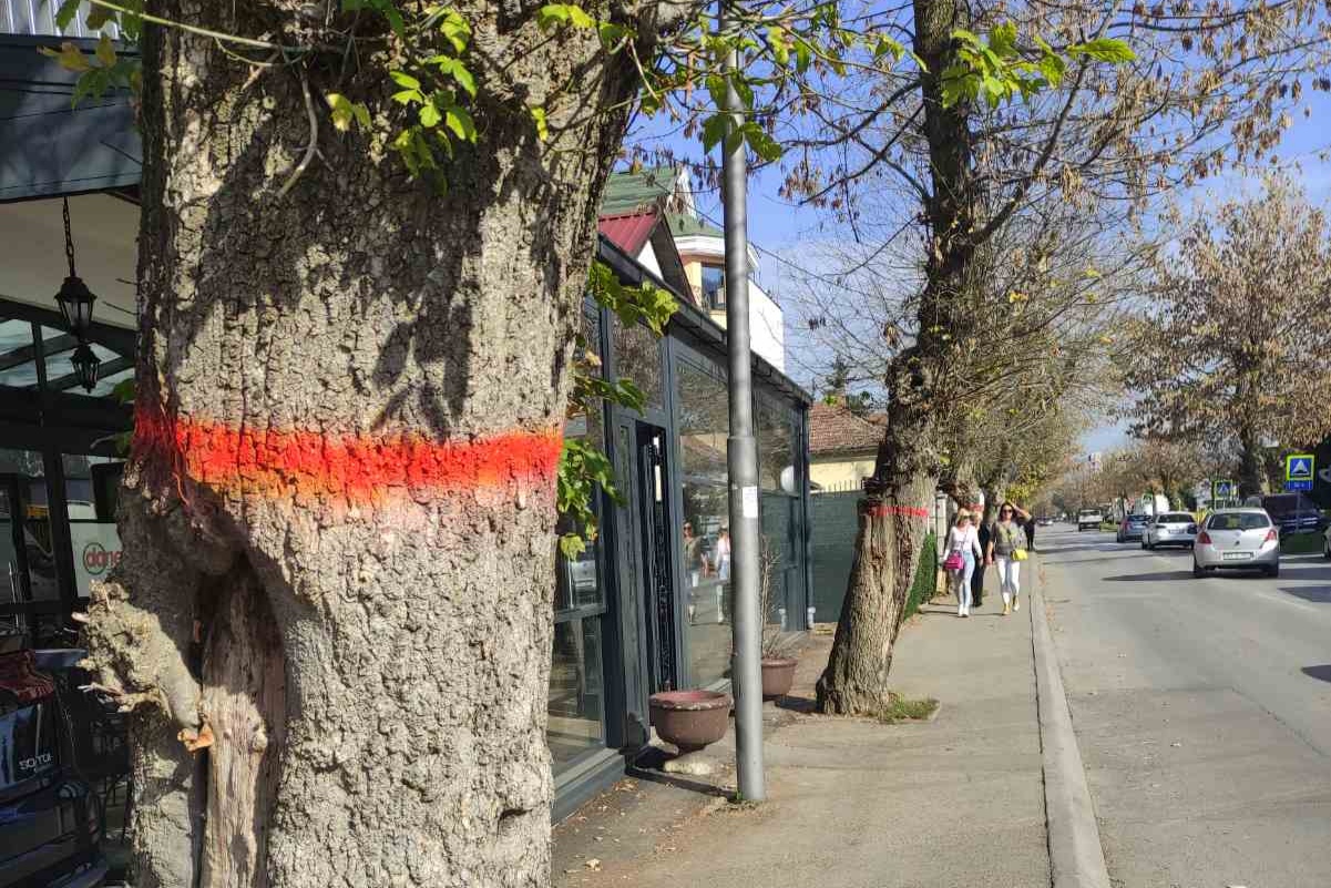 Nova stabla umjesto opasnih na Bulevaru Stepe Stepanovića