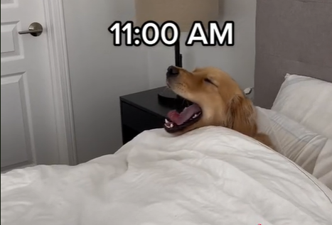 POSPAN PO ČITAV DAN Nabavili psa da budu aktivni, a onda objavili šta on zapravo radi (VIDEO)