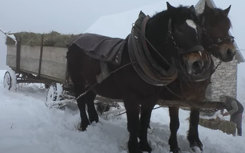 VRIJEDNI STOČARI Konjima po velikoj zimi donose sijeno do ovaca i torova na Sitnici (VIDEO)