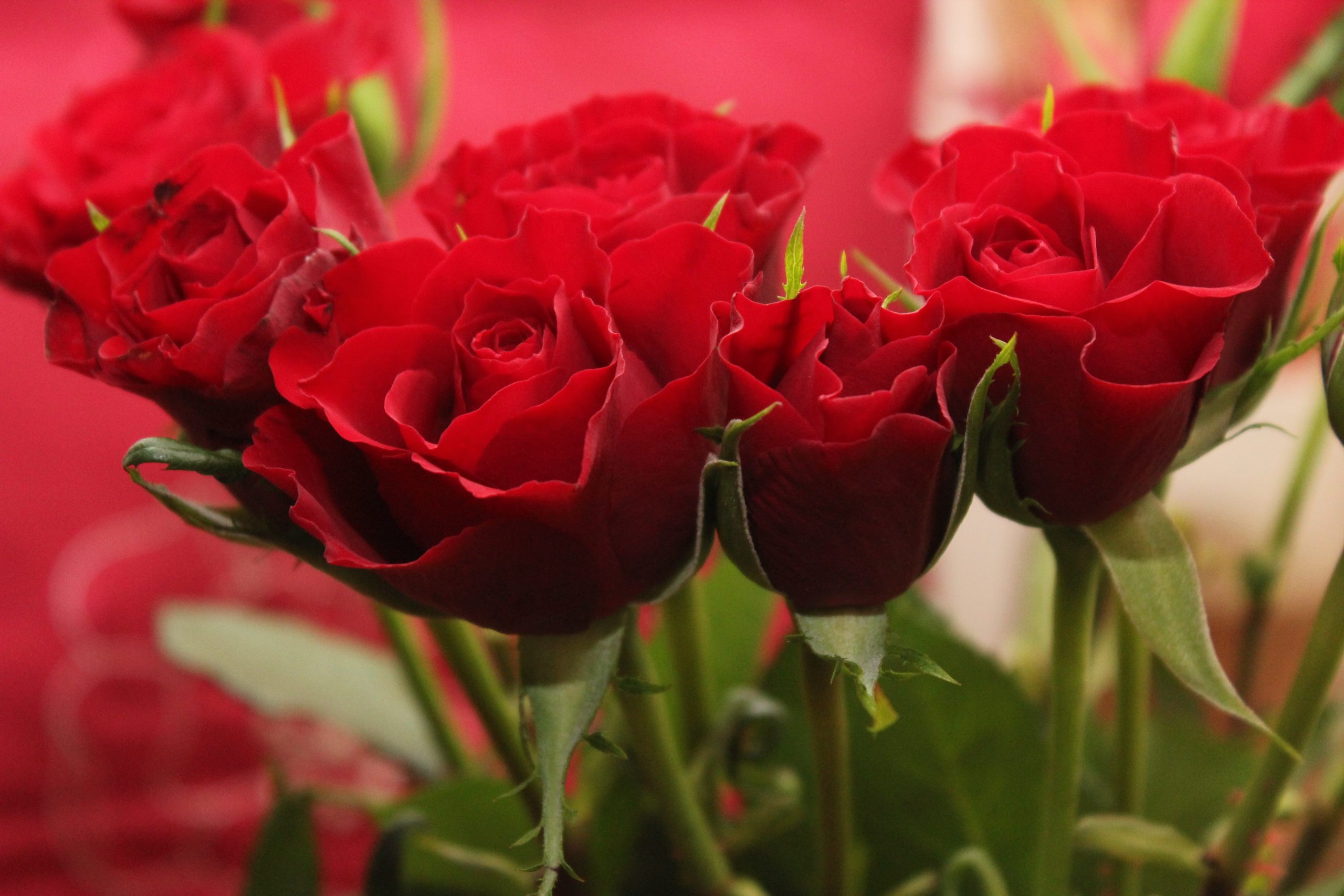 Italijani za Valentinovo potroše na cvijeće oko 80 miliona evra