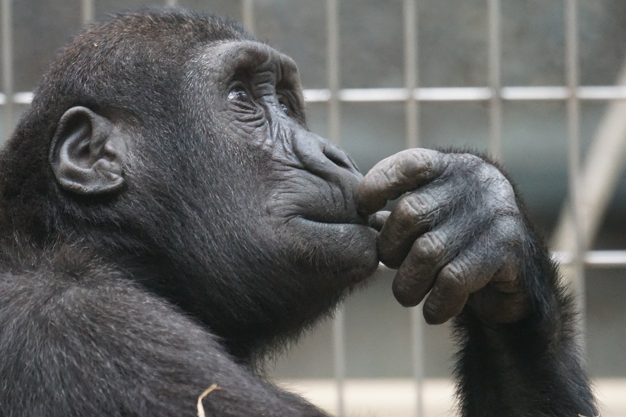 Najstarija čimpanza u Evropi proslavila je 58. rođendan (FOTO)