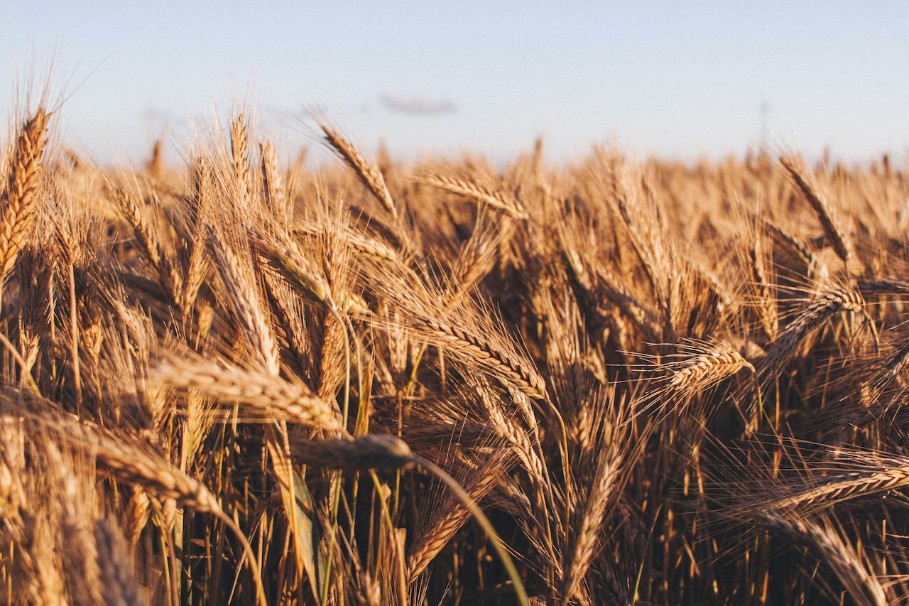 PROLJETNA SJETVA Vrijednost žita i povrća premašiće milijardu KM