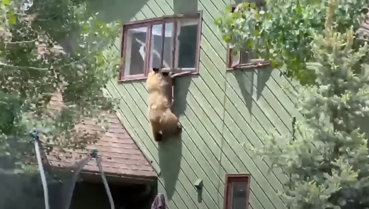 SNAŠAO SE Medvjed se popeo na kuću, ušao kroz prozor i pojeo krmenadle (VIDEO)