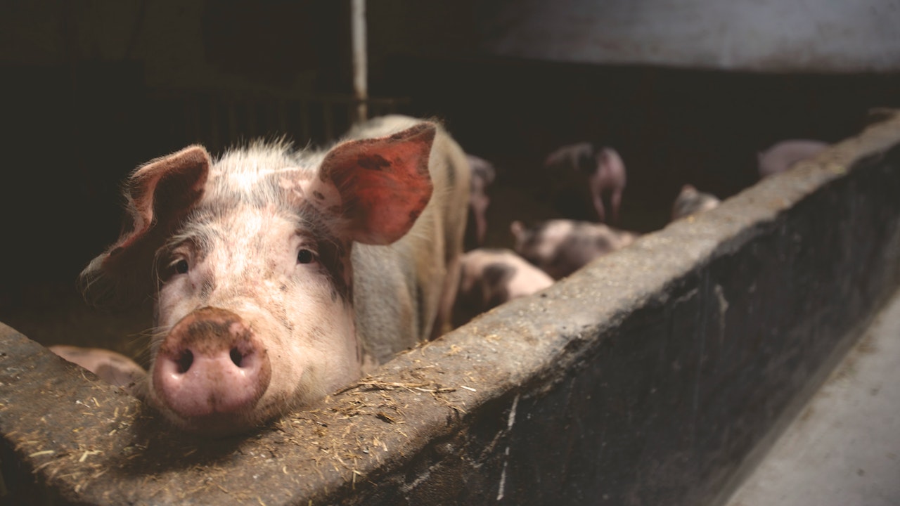 STIGLA NAREDBA Zabranjeno organizovanje sajmova gdje se izlažu svinje