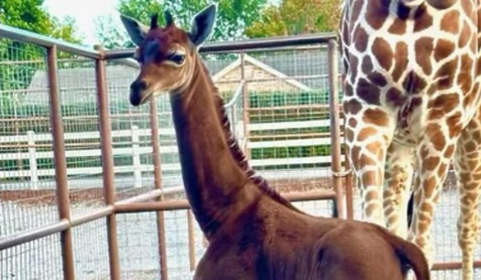 NESVAKIDAŠNJI PRIZOR U zoološkom vrtu rođena žirafa bez pjegica (VIDEO)