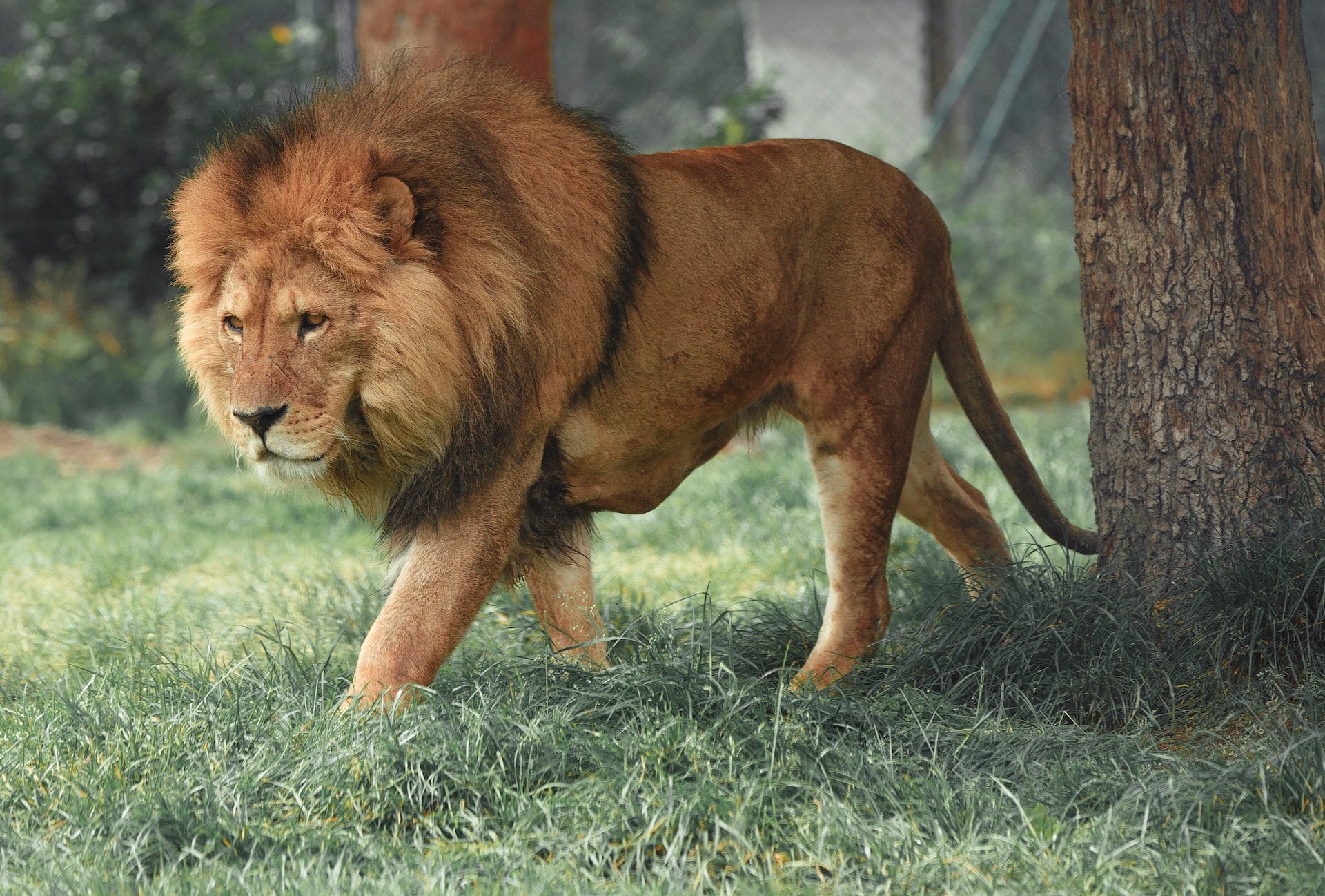 NOVO ISTRAŽIVANJE Životinje se plaše ljudskog glasa više nego lavova