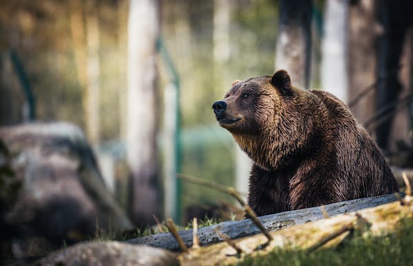 “REDOVAN POSJETILAC” Kamere u Prnjavoru snimile medvjeda (FOTO)