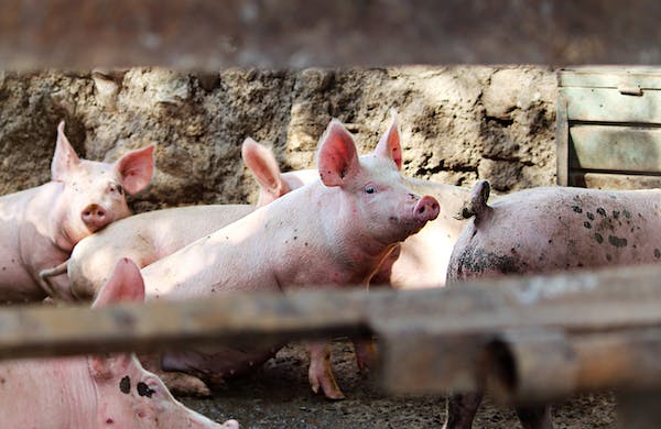 Do Nove godine pravilnik o držanju svinja u Srpskoj