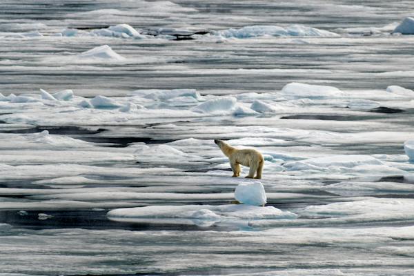 TEŽE DO HRANE Ugroženi polarni medvjedi na Arktiku