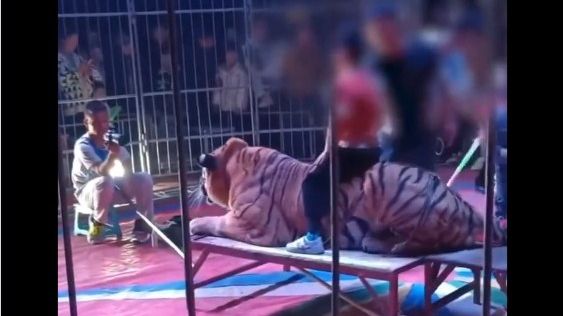 DJECA JAHALA TIGROVE: Zatvoren popularni cirkus u Kini (VIDEO)