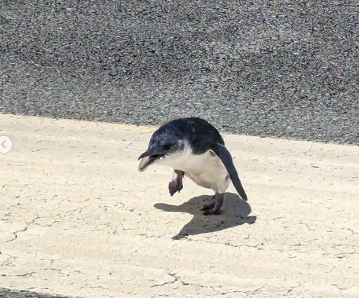 Zbog pingvina odgođen let sa novozelandskog aerodroma (FOTO)