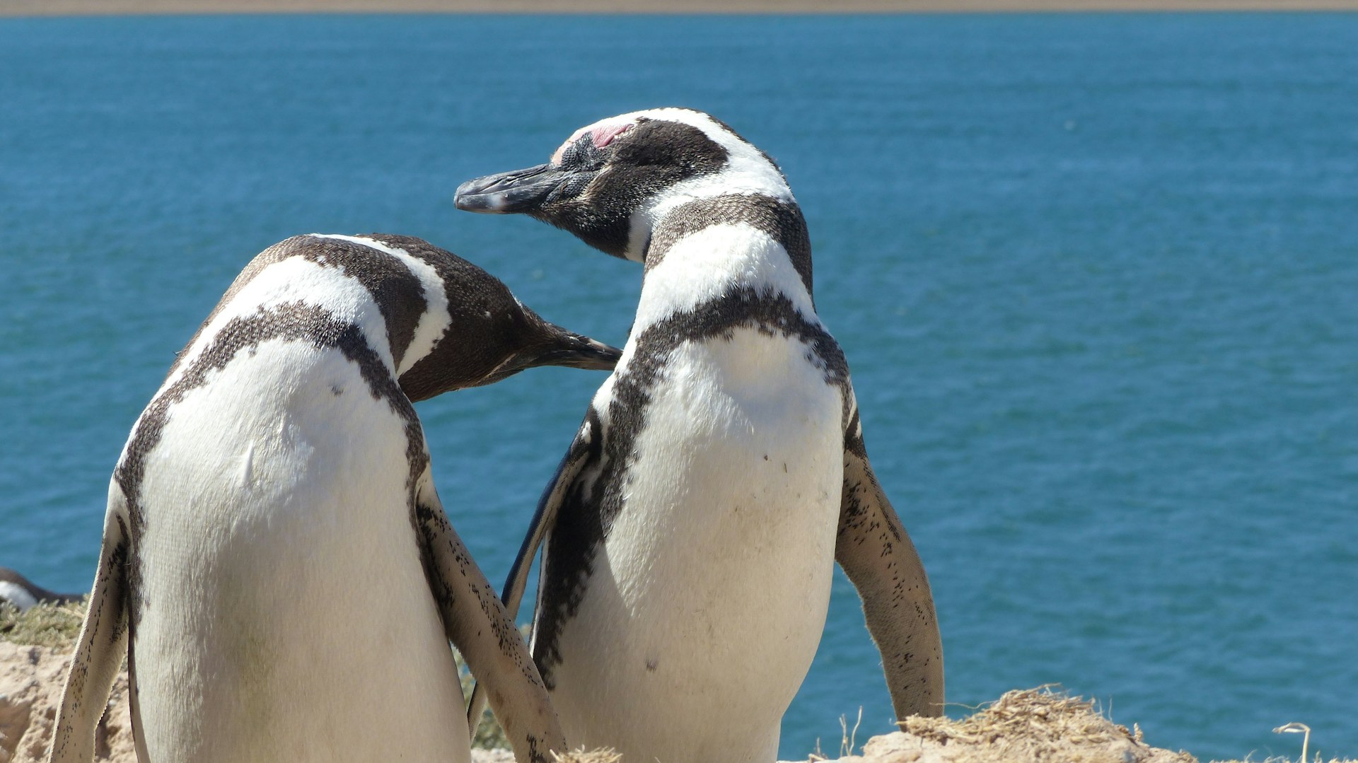 Pingvin jedinstvenog izgleda prošetao Antarktikom (FOTO)