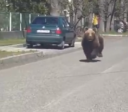 Medvjed trčao ulicama, povrijeđena djevojčica (VIDEO)
