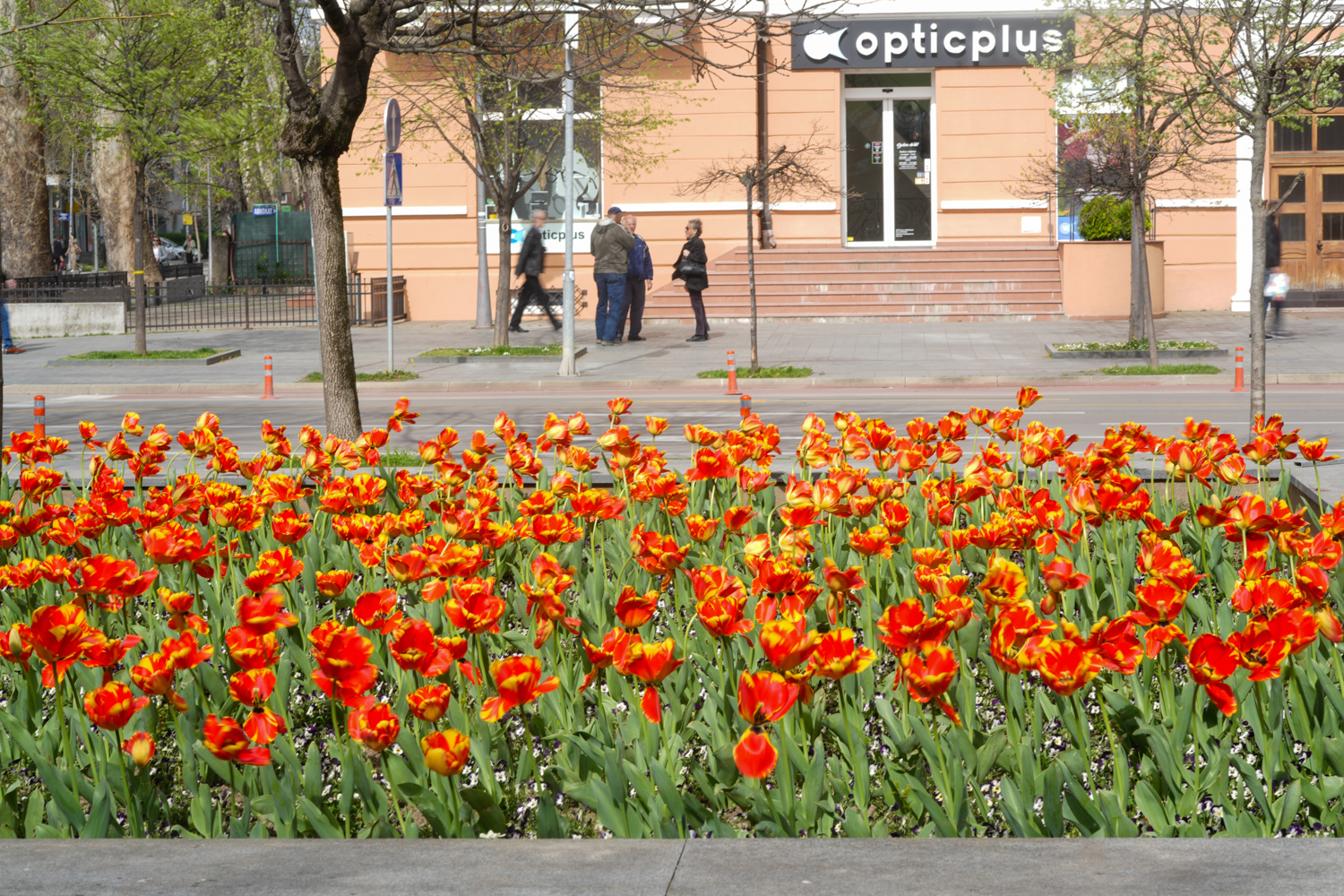 PROCVJETALI Tulipani i ovog proljeća krase Banjaluku (FOTO)