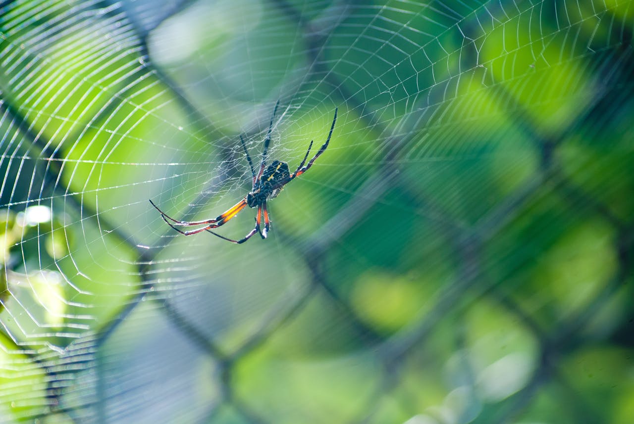 MALI TRIK Prirodnim sredstvom riješite se paukova u kući