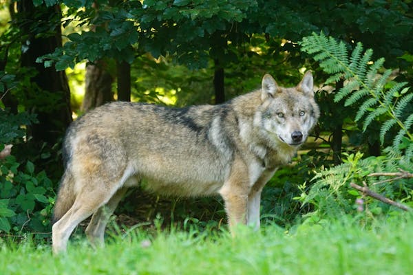 Sve češći napadi vukova u selima oko Drvara