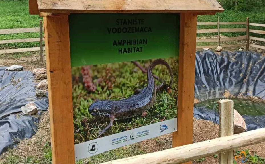 NA IZLETIŠTU U BiH pronađen alpski triton, vodozemac kojem prijeti izumiranje (FOTO)
